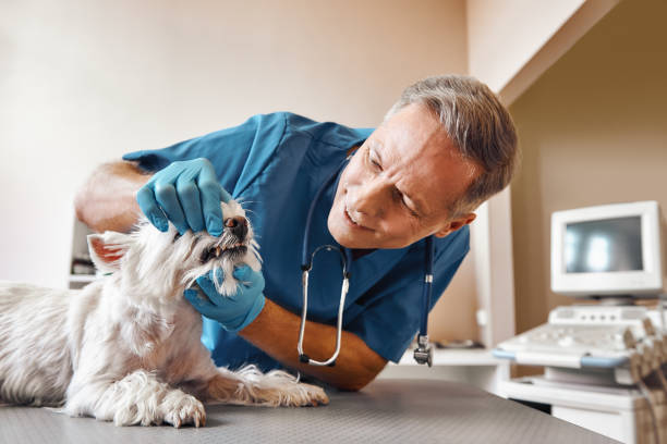 Best Emergency Root Canal Treatment in Mesquite, TX